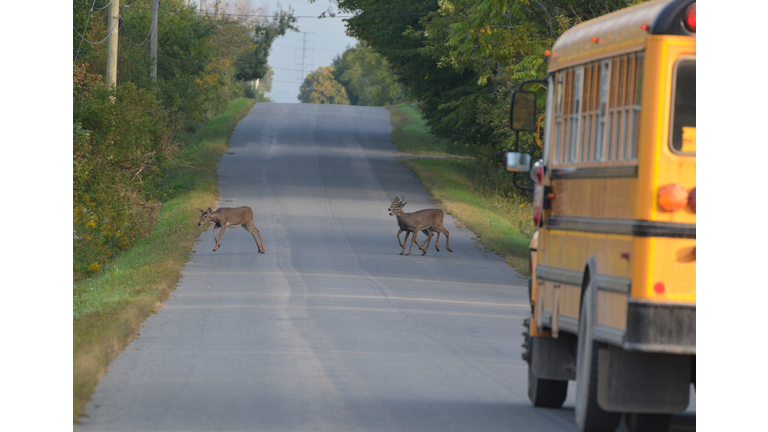 White Tailed Deer doe