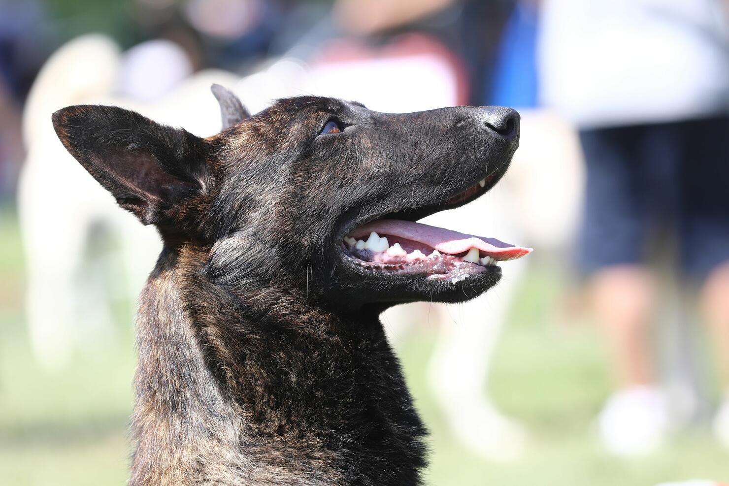 TURKEY-DOG-COMPETITION