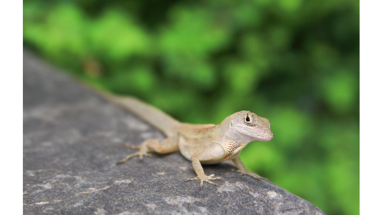 Brown Anole Lizard in Gardens by the Bay Singapore