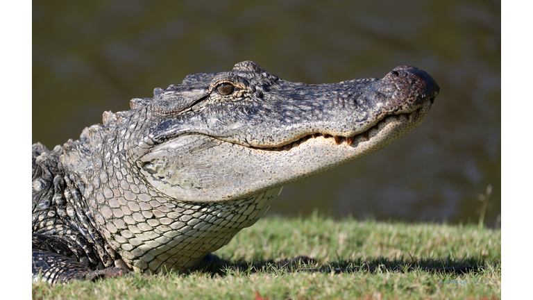 FWC Searching for Contracted Nuisance Alligator Trapper for Sarasota County