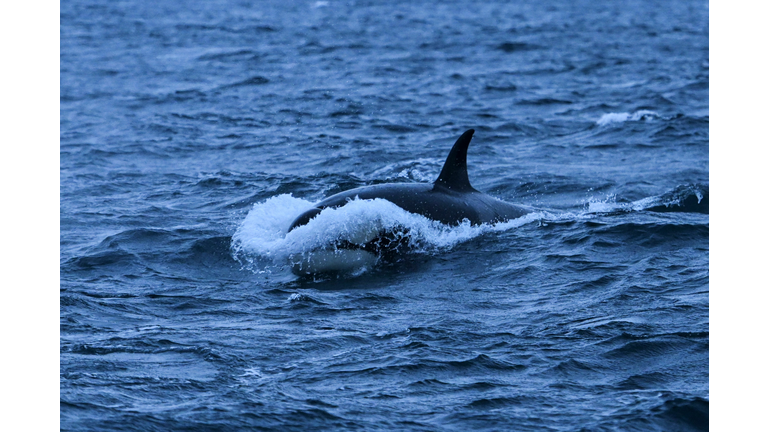 Orca Whale - A favorite Washington resident