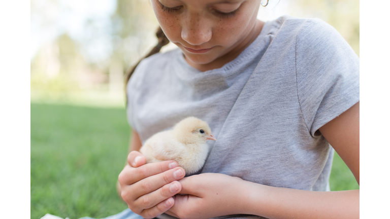 Young girl holding a two week day old chick baby in grass