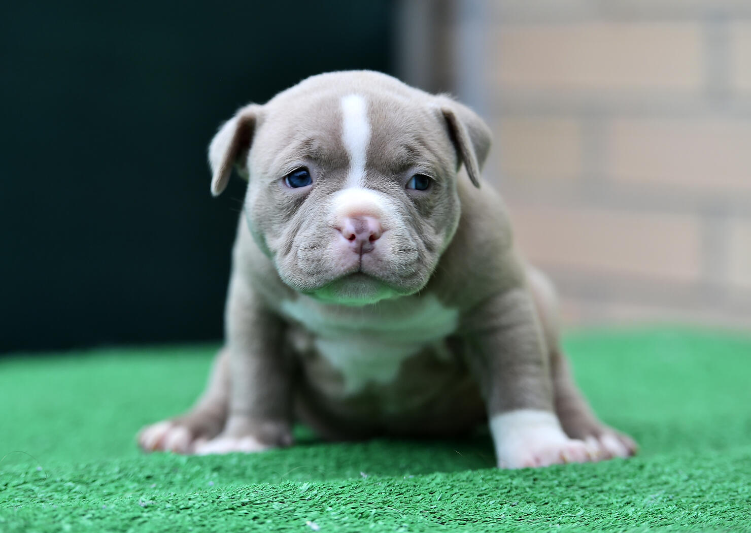 American bully puppy