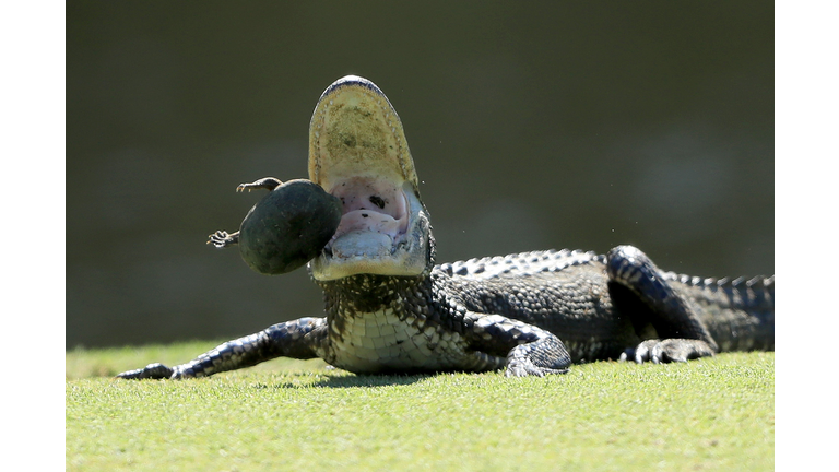 Alligator Mating Season Has Begun in Florida: What You Need to Know