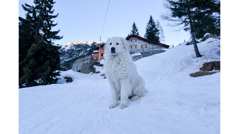 a big Maremma dog sitting on the snow