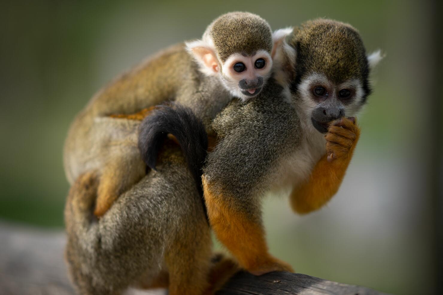 FRANCE-ANIMALS-MONKEY