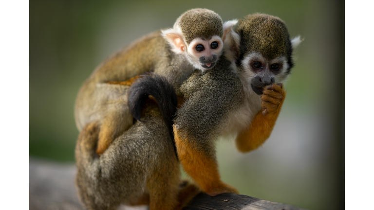 FRANCE-ANIMALS-MONKEY