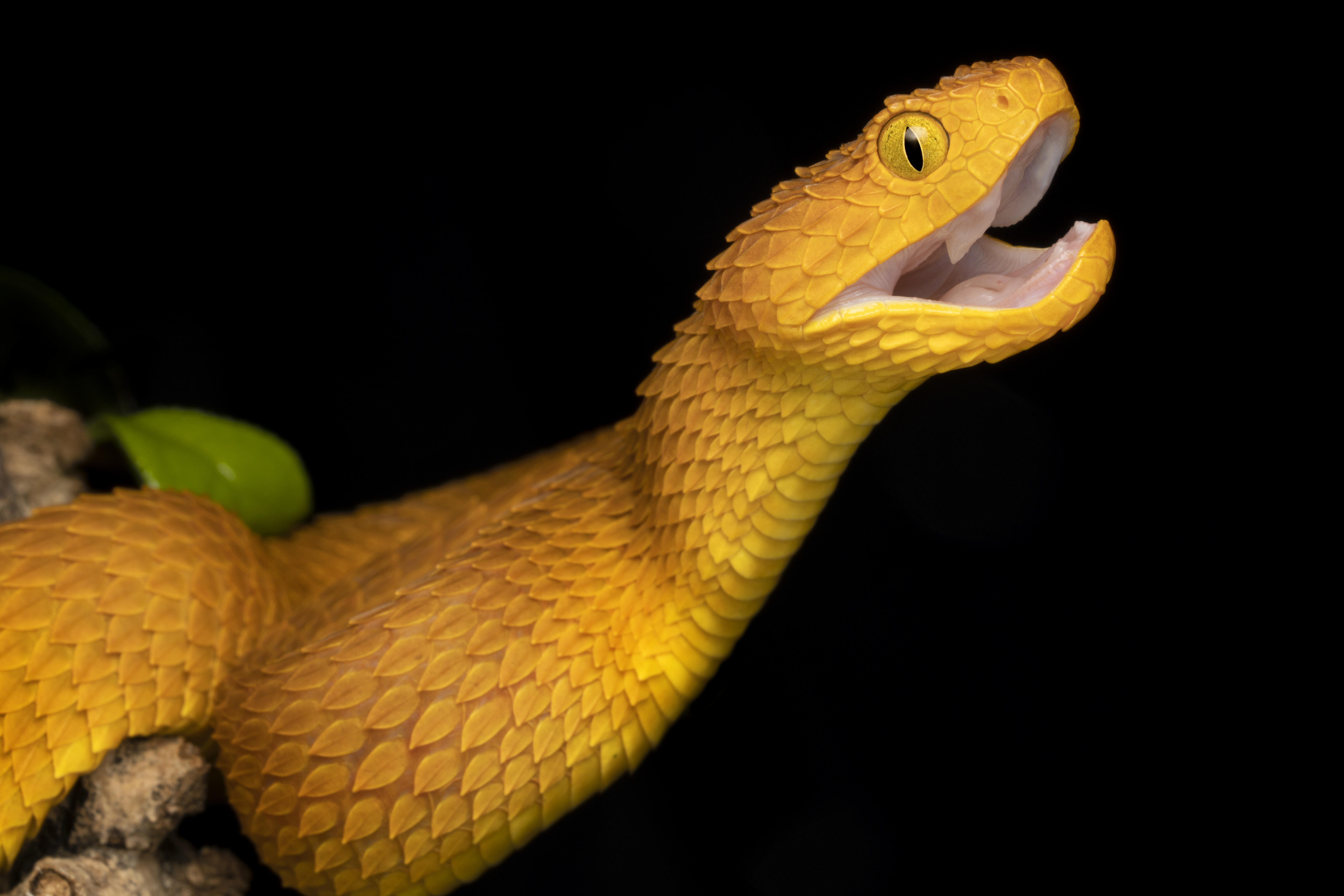 bush viper snake bite