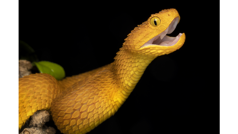 Colorful Bush Viper (Atheris squamigera) - Orange