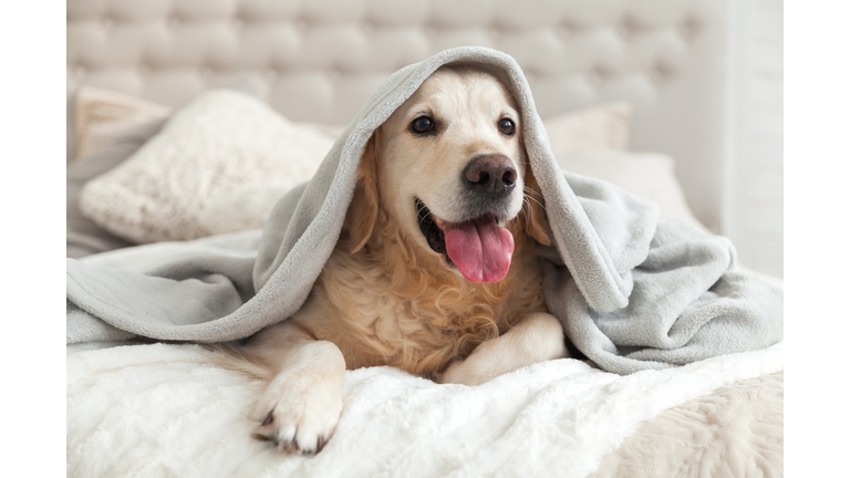 Happy smiling young golden retriever dog under light gray plaid. Pet warms under a blanket in cold winter weather. Pets friendly and care concept.