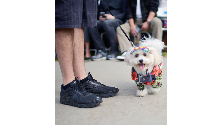 Haute Dog Howl'oween Parade