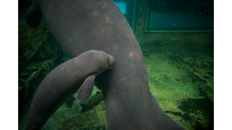 Watch as a Manatee Giving Birth to a Calf on Siesta Key is Caught on Film 