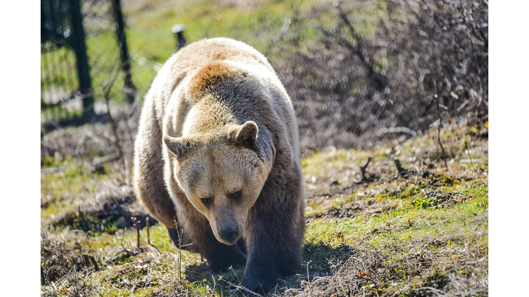 KOSOVO-BEARS-ANIMAL-ENVIRONMENT