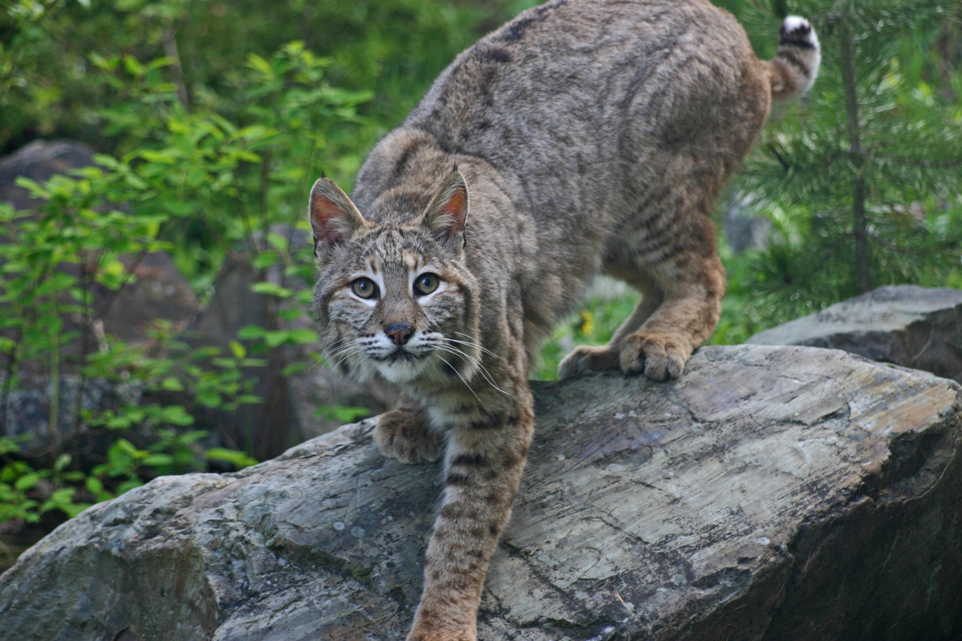 5 Bobcats Appear In 1 Rare, 'Pretty Cool' Photo In Ohio iHeart