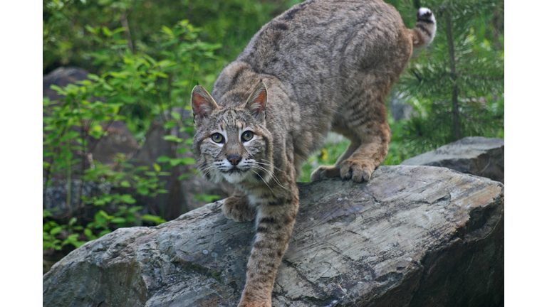 Bobcat