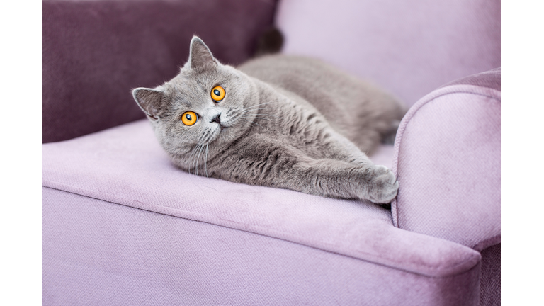 Scottish Shorthair cat lying on the couch