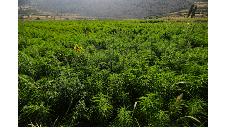 LEBANON-ECONOMY-AGRICULTURE-CANNABIS