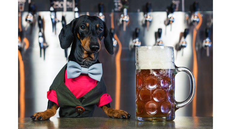 dog dachshund bartender, black and tan, in a bow tie and a suit at the bar counter sells a large glass of beer on the background of a wall with beer taps