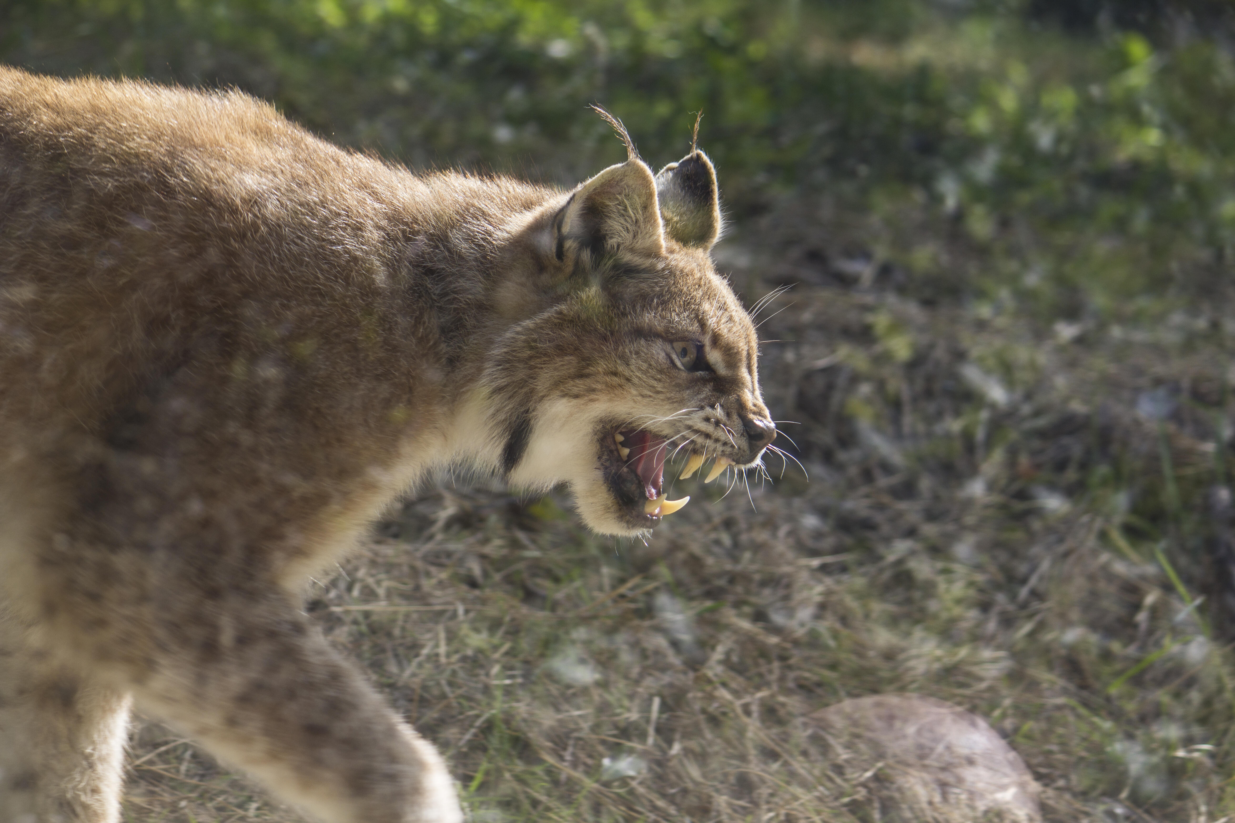 Bobcat Attacks Wife and the Footage is WILD! | iHeart