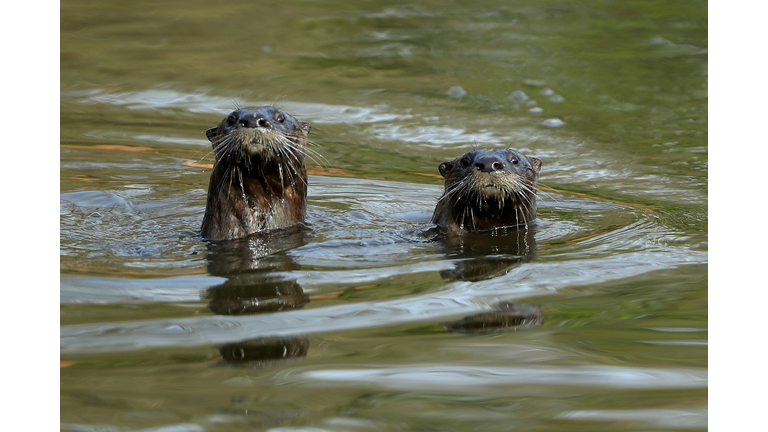 Otters