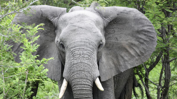 WATCH: Hungry Elephant Ransacks Grocery Store