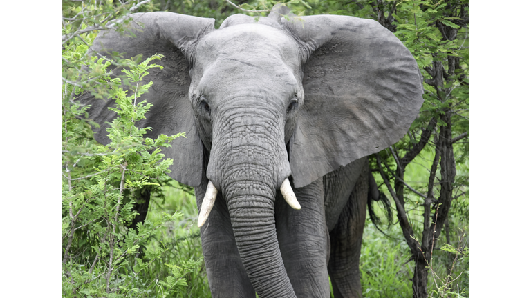 Elephant walks through a thicket of wild acacia in the savanna