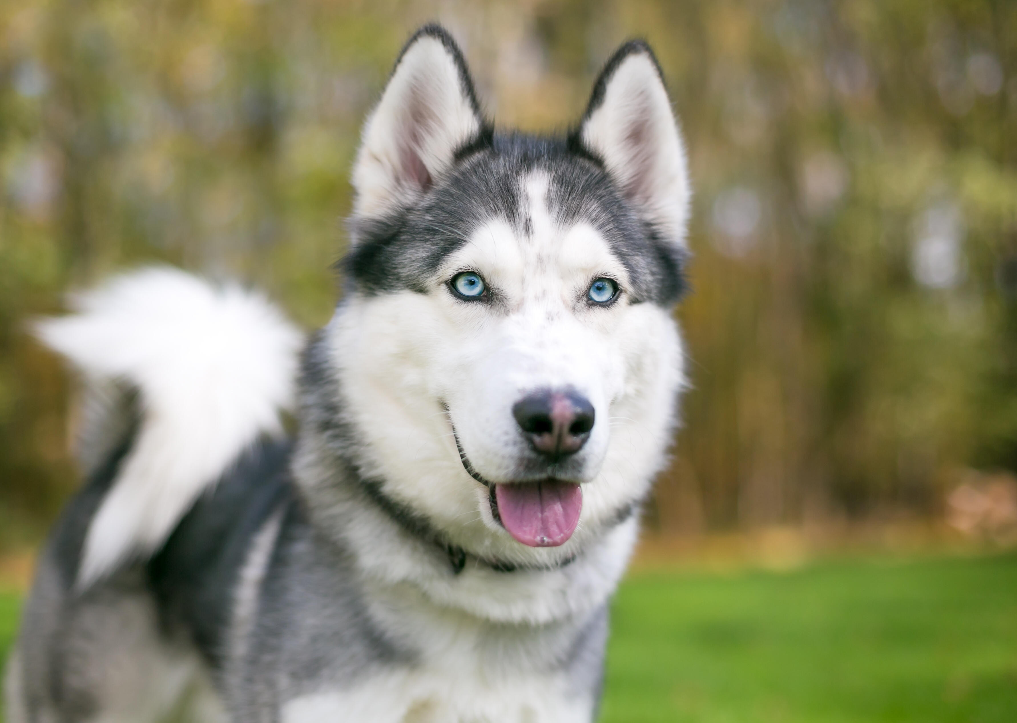 are huskies service dogs