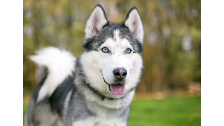 A purebred Siberian Husky dog with blue eyes