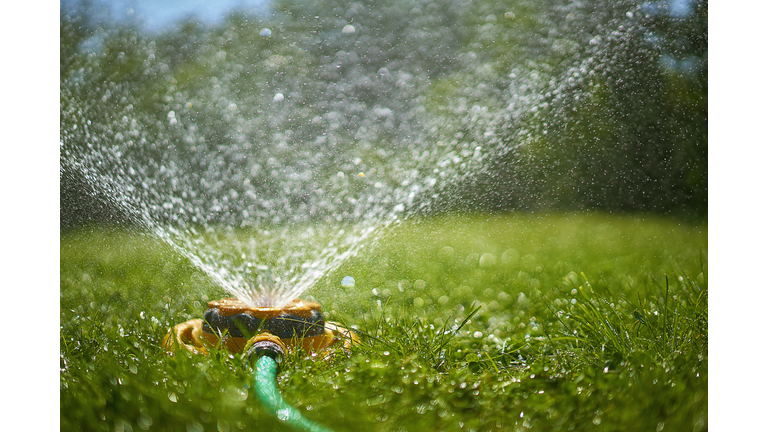 Surface level view of backyard sprinkler spraying