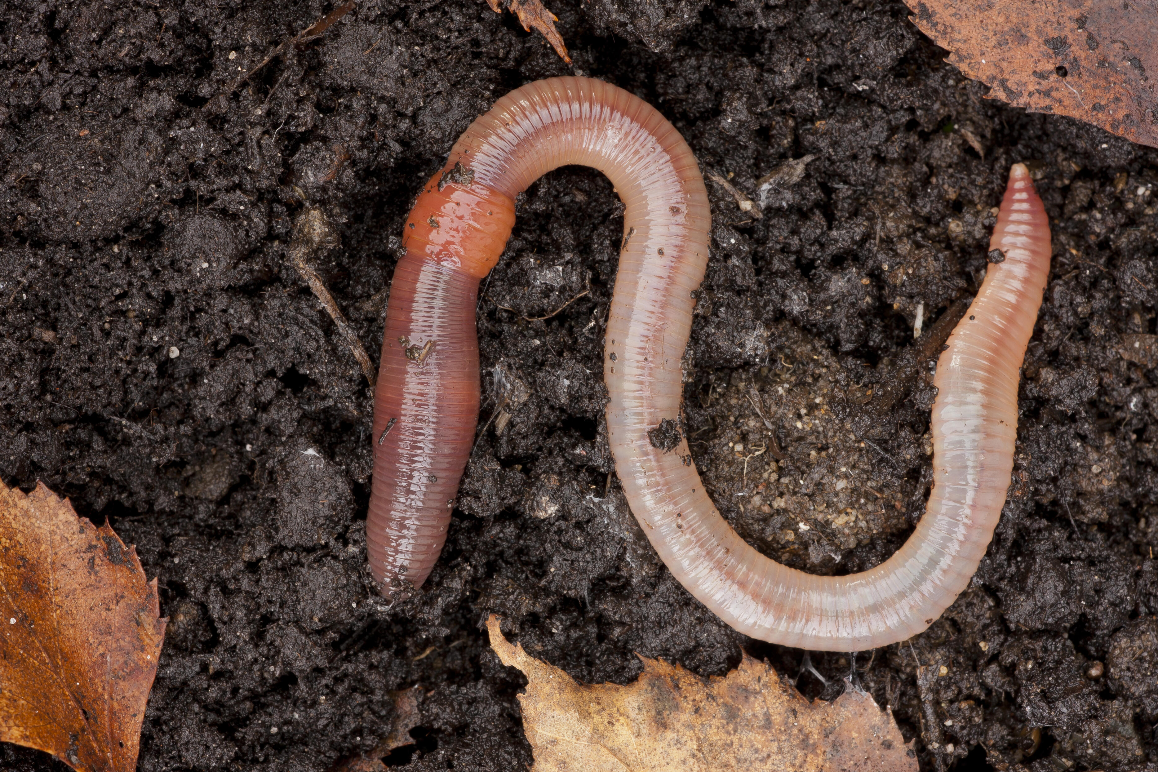 Invasive, soil-damaging Asian jumping worms have spread to Kansas