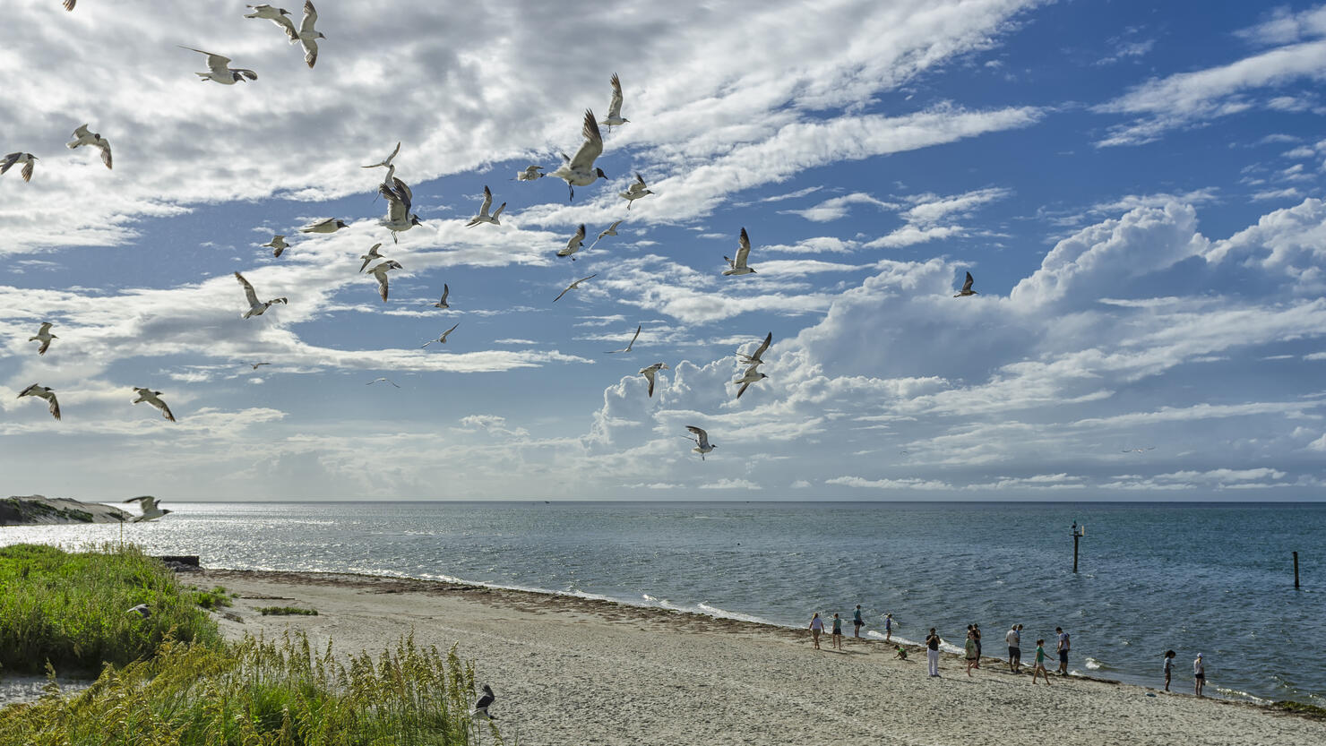 Seagulls on the coast