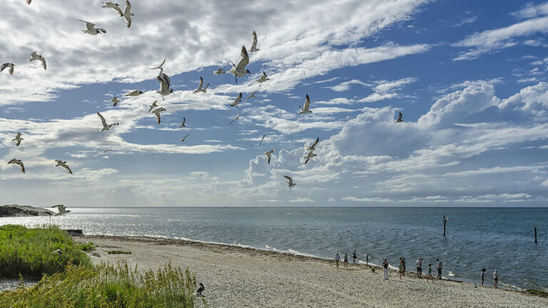Seagulls on the coast