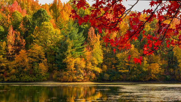 ODNR Offers Site To Keep Track Of Ohio's Fall Colors