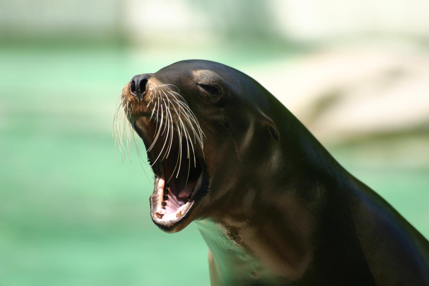 sea lion