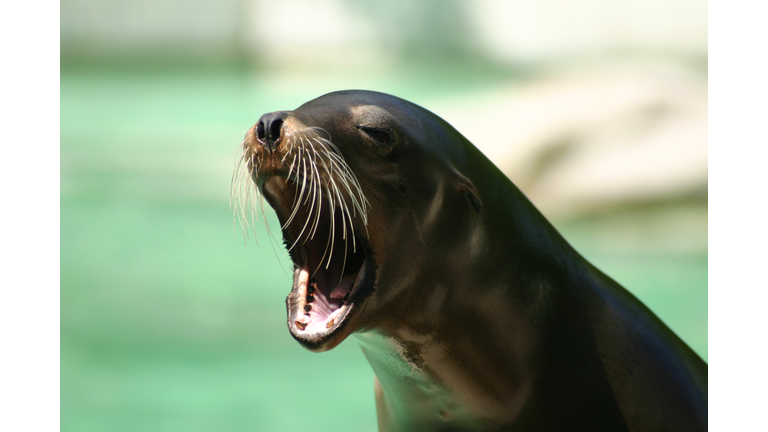 sea lion