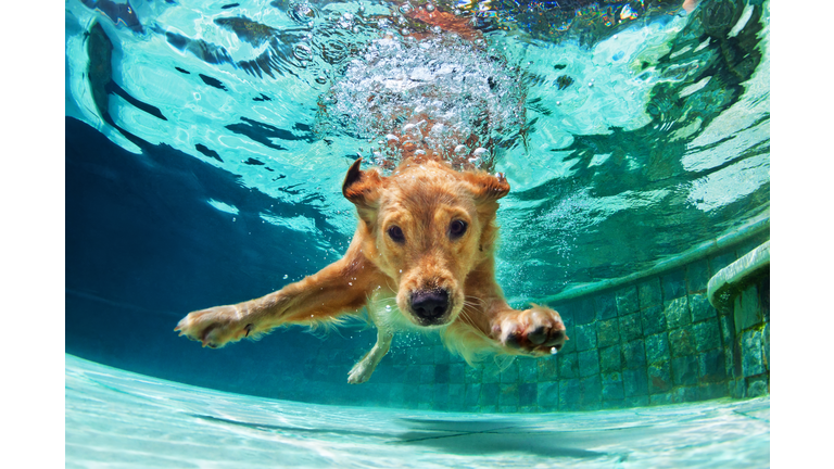 Dog diving underwater in swimming pool.