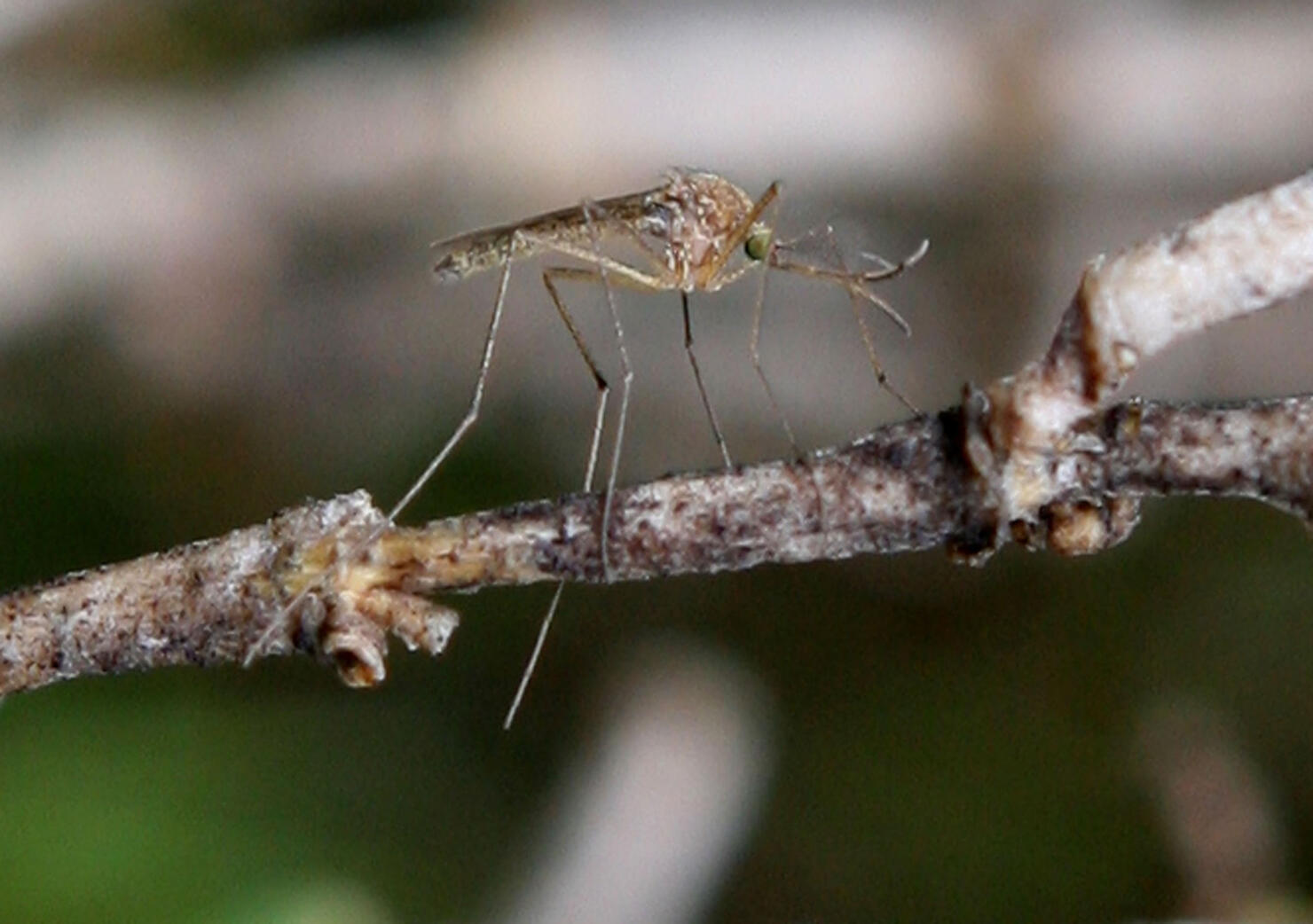 First Modified Mosquitoes Released In Florida iHeart