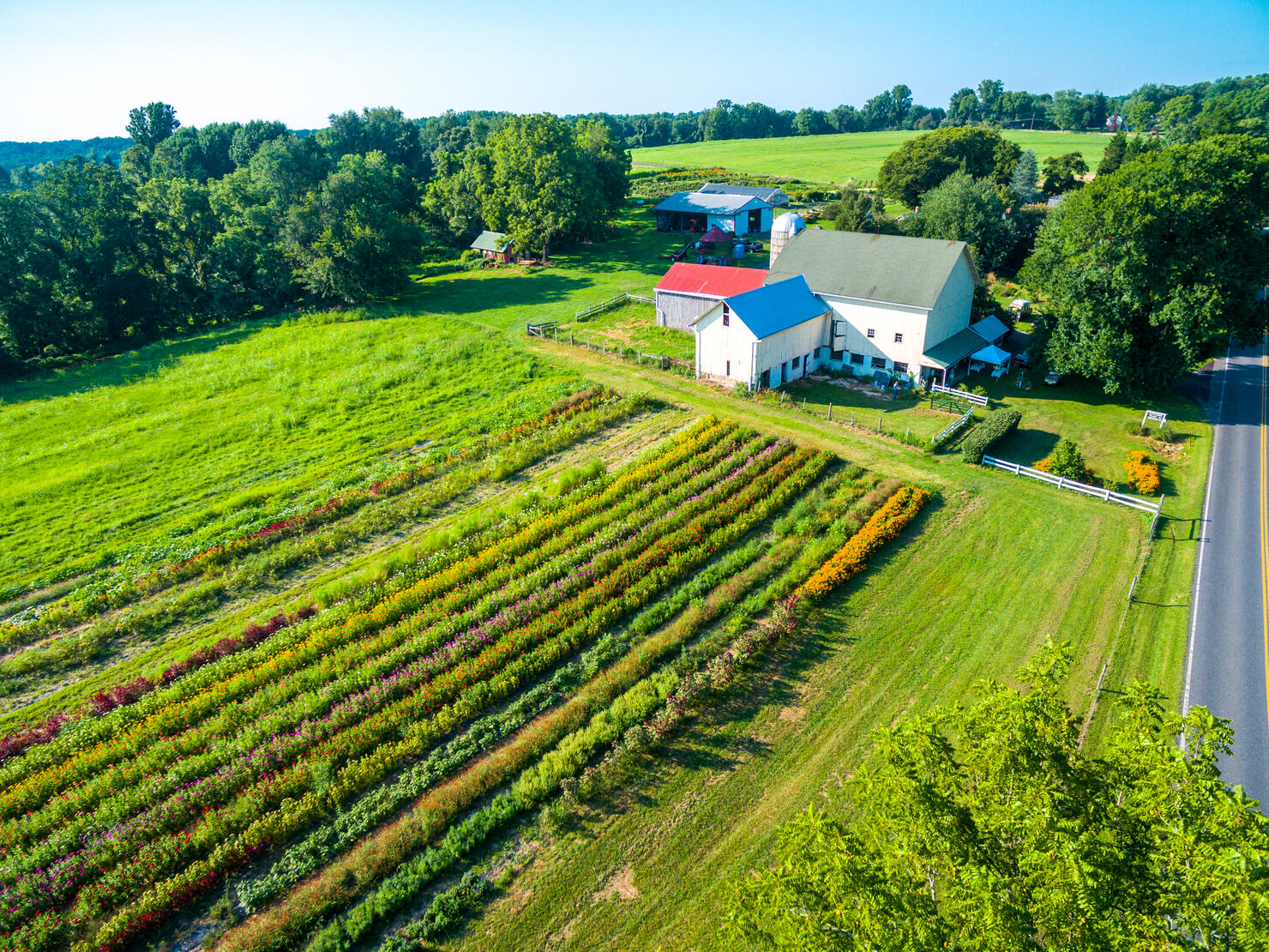 Aerial view of flower farm