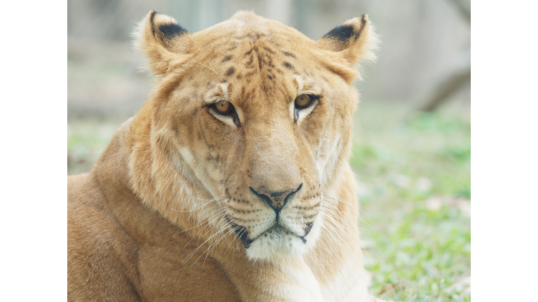 Close up portrait of a liger, lion and tiger hybrid, called liger, looks sadly.