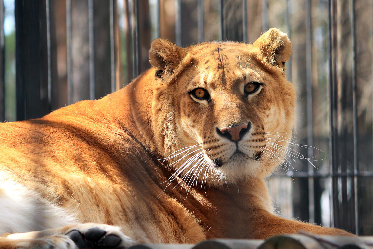 Eight Hybrid Big Cats Seized From Tiger King Park In Oklahoma | iHeart