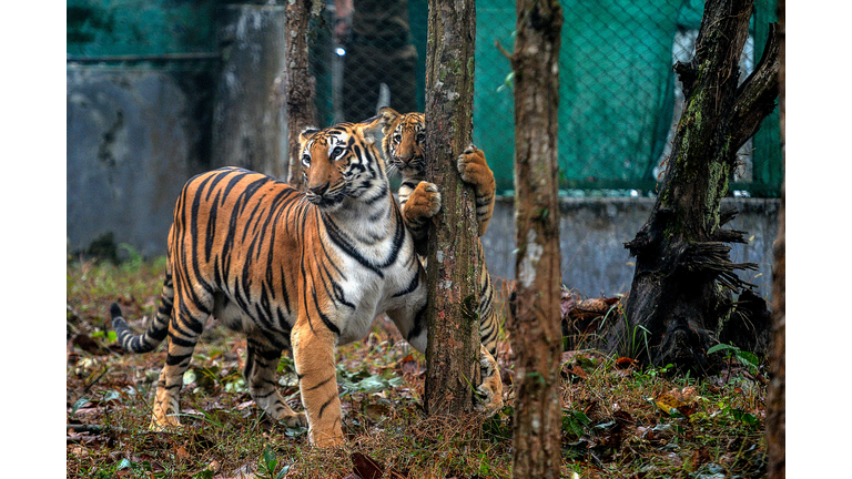 INDIA-WILDLIFE-ANIMAL