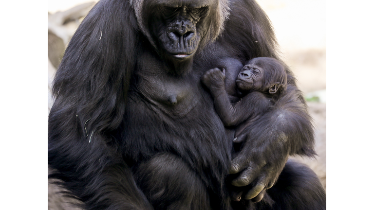 First Gorilla Born At Los Angeles Zoo In 20 Years Makes Her Debut