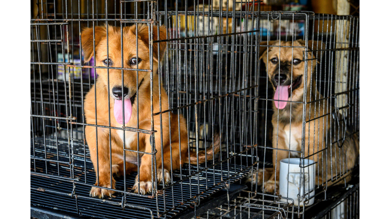 THAILAND-HEALTH-VIRUS-ANIMAL-DOGS
