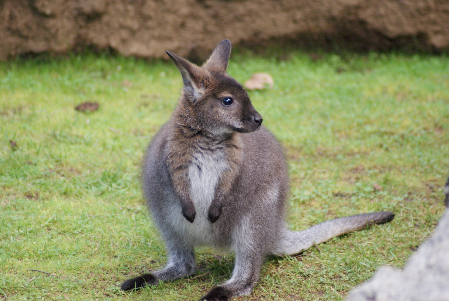 Young Bennetts Wallaby (Macropus rufogriseus) Standing on the Grassland
