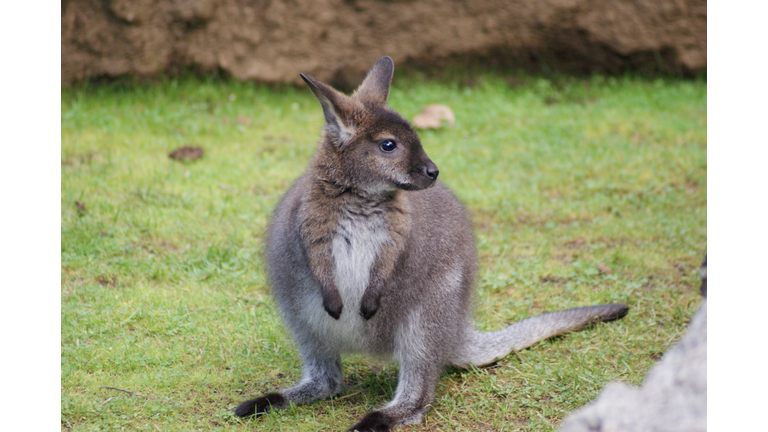 Young Bennetts Wallaby (Macropus rufogriseus) Standing on the Grassland