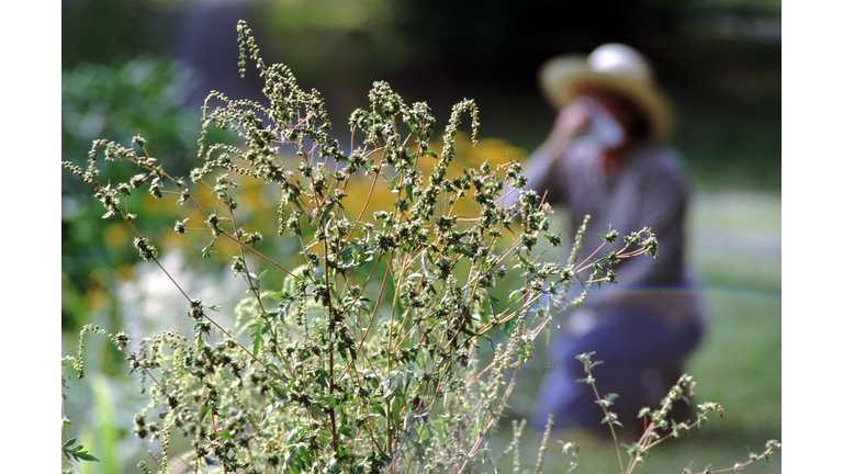 Allergies caused by ragweed