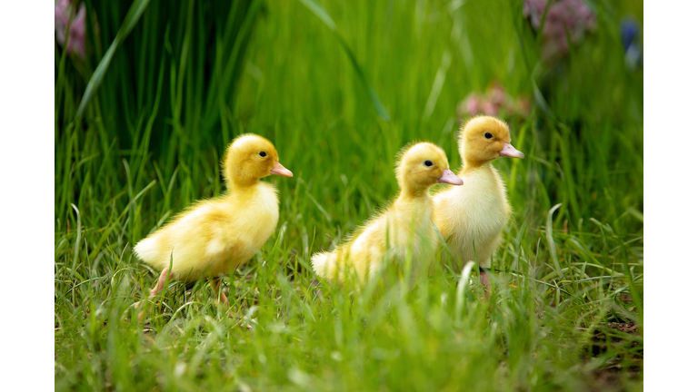 Cute little ducklings springtime, playing together outdoors, running in the grass, little friend