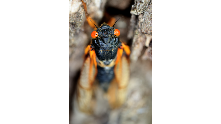 Brood X Cicadas Emerge After 17 Years Underground