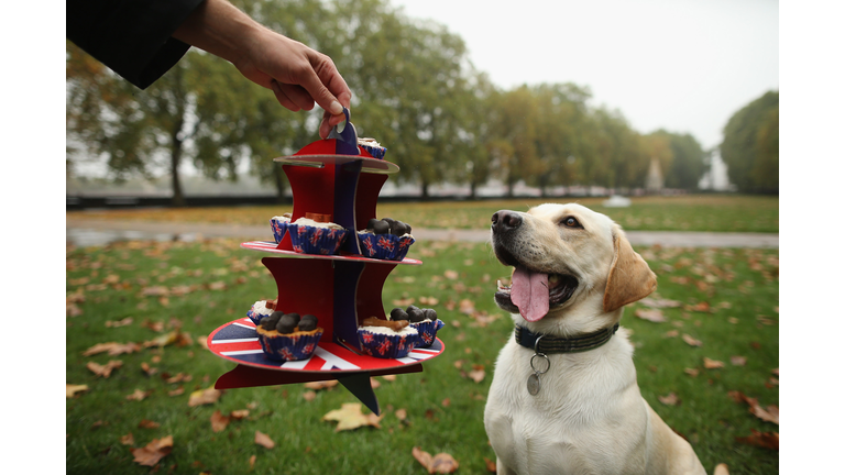 MP's And Their Dogs Contest The Westminister Dog Of The Year Competition
