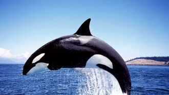 Communicating with Keiko